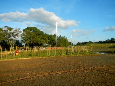 Paddy fields and vegetable (Capsicum annuum var. longum, Okra, Momordica charantia and Vigna unguiculata subsp. sesquipedalis) plantations in Upig - Bagong Barrio, San Ildefonso, Bulacan Barangays Upi