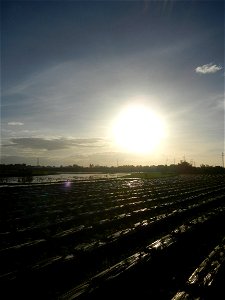 Paddy fields and vegetable (Capsicum annuum var. longum, Okra, Momordica charantia and Vigna unguiculata subsp. sesquipedalis) plantations in Upig - Bagong Barrio, San Ildefonso, Bulacan Barangays Upi