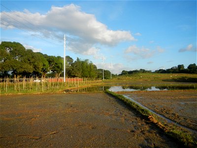 Paddy fields and vegetable (Capsicum annuum var. longum, Okra, Momordica charantia and Vigna unguiculata subsp. sesquipedalis) plantations in Upig - Bagong Barrio, San Ildefonso, Bulacan Barangays Upi