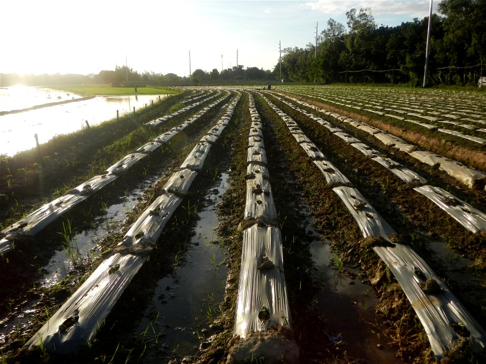Paddy fields and vegetable (Capsicum annuum var. longum, Okra, Momordica charantia and Vigna unguiculata subsp. sesquipedalis) plantations in Upig - Bagong Barrio, San Ildefonso, Bulacan Barangays Upi