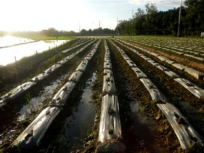 Paddy fields and vegetable (Capsicum annuum var. longum, Okra, Momordica charantia and Vigna unguiculata subsp. sesquipedalis) plantations in Upig - Bagong Barrio, San Ildefonso, Bulacan Barangays Upi