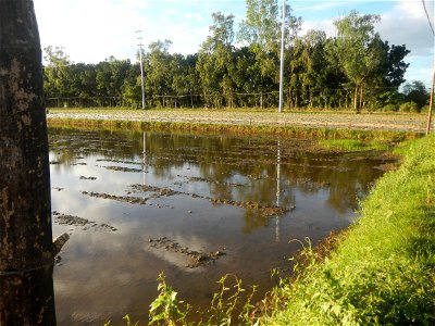 Paddy fields and vegetable (Capsicum annuum var. longum, Okra, Momordica charantia and Vigna unguiculata subsp. sesquipedalis) plantations in Upig - Bagong Barrio, San Ildefonso, Bulacan Barangays Upi