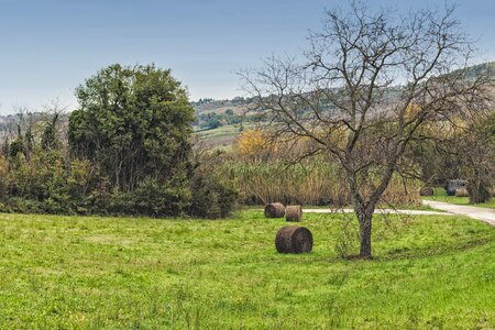 Field nature hay
