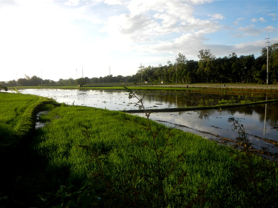Paddy fields and vegetable (Capsicum annuum var. longum, Okra, Momordica charantia and Vigna unguiculata subsp. sesquipedalis) plantations in Upig - Bagong Barrio, San Ildefonso, Bulacan Barangays Upi