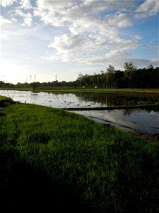 Paddy fields and vegetable (Capsicum annuum var. longum, Okra, Momordica charantia and Vigna unguiculata subsp. sesquipedalis) plantations in Upig - Bagong Barrio, San Ildefonso, Bulacan Barangays Upi