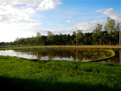 Paddy fields and vegetable (Capsicum annuum var. longum, Okra, Momordica charantia and Vigna unguiculata subsp. sesquipedalis) plantations in Upig - Bagong Barrio, San Ildefonso, Bulacan Barangays Upi