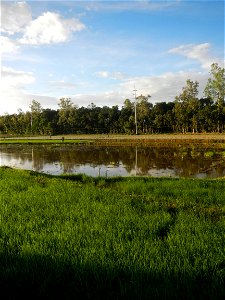 Paddy fields and vegetable (Capsicum annuum var. longum, Okra, Momordica charantia and Vigna unguiculata subsp. sesquipedalis) plantations in Upig - Bagong Barrio, San Ildefonso, Bulacan Barangays Upi