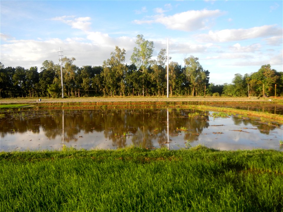 Paddy fields and vegetable (Capsicum annuum var. longum, Okra, Momordica charantia and Vigna unguiculata subsp. sesquipedalis) plantations in Upig - Bagong Barrio, San Ildefonso, Bulacan Barangays Upi