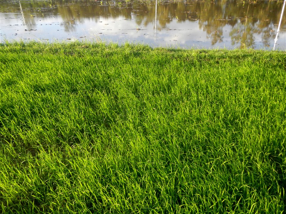 Paddy fields and vegetable (Capsicum annuum var. longum, Okra, Momordica charantia and Vigna unguiculata subsp. sesquipedalis) plantations in Upig - Bagong Barrio, San Ildefonso, Bulacan Barangays Upi