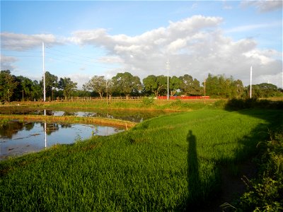 Paddy fields and vegetable (Capsicum annuum var. longum, Okra, Momordica charantia and Vigna unguiculata subsp. sesquipedalis) plantations in Upig - Bagong Barrio, San Ildefonso, Bulacan Barangays Upi