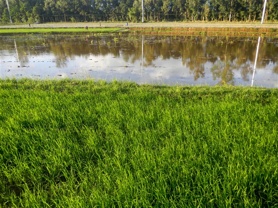 Paddy fields and vegetable (Capsicum annuum var. longum, Okra, Momordica charantia and Vigna unguiculata subsp. sesquipedalis) plantations in Upig - Bagong Barrio, San Ildefonso, Bulacan Barangays Upi