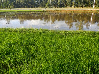 Paddy fields and vegetable (Capsicum annuum var. longum, Okra, Momordica charantia and Vigna unguiculata subsp. sesquipedalis) plantations in Upig - Bagong Barrio, San Ildefonso, Bulacan Barangays Upi