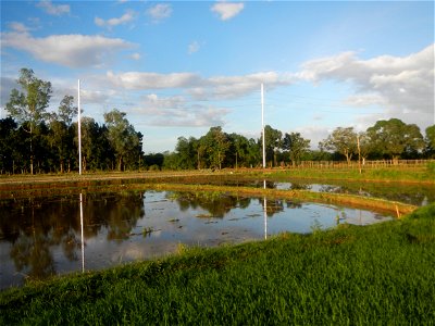 Paddy fields and vegetable (Capsicum annuum var. longum, Okra, Momordica charantia and Vigna unguiculata subsp. sesquipedalis) plantations in Upig - Bagong Barrio, San Ildefonso, Bulacan Barangays Upi