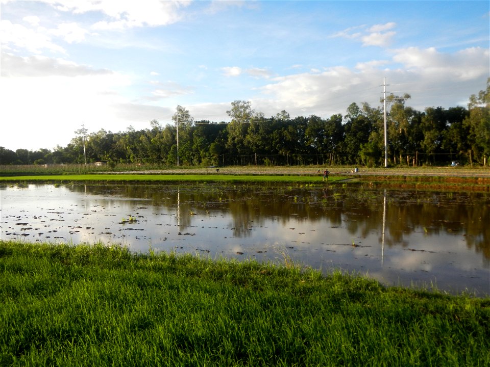 Paddy fields and vegetable (Capsicum annuum var. longum, Okra, Momordica charantia and Vigna unguiculata subsp. sesquipedalis) plantations in Upig - Bagong Barrio, San Ildefonso, Bulacan Barangays Upi