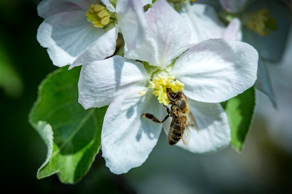 Insect bee pollen photo