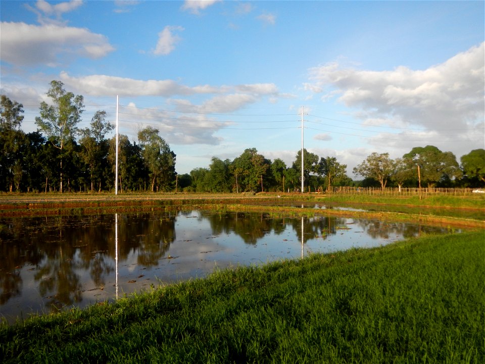 Paddy fields and vegetable (Capsicum annuum var. longum, Okra, Momordica charantia and Vigna unguiculata subsp. sesquipedalis) plantations in Upig - Bagong Barrio, San Ildefonso, Bulacan Barangays Upi