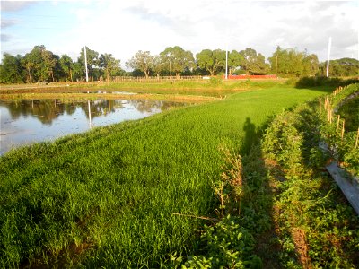 Paddy fields and vegetable (Capsicum annuum var. longum, Okra, Momordica charantia and Vigna unguiculata subsp. sesquipedalis) plantations in Upig - Bagong Barrio, San Ildefonso, Bulacan Barangays Upi