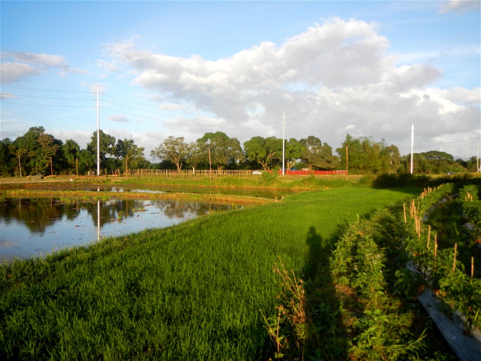 Paddy fields and vegetable (Capsicum annuum var. longum, Okra, Momordica charantia and Vigna unguiculata subsp. sesquipedalis) plantations in Upig - Bagong Barrio, San Ildefonso, Bulacan Barangays Upi