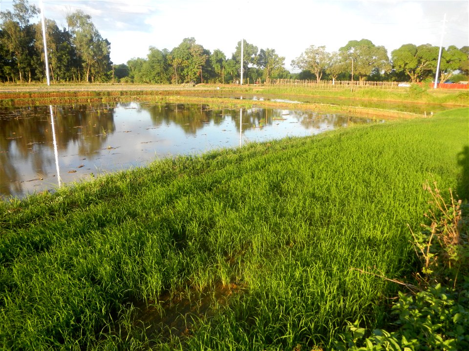 Paddy fields and vegetable (Capsicum annuum var. longum, Okra, Momordica charantia and Vigna unguiculata subsp. sesquipedalis) plantations in Upig - Bagong Barrio, San Ildefonso, Bulacan Barangays Upi