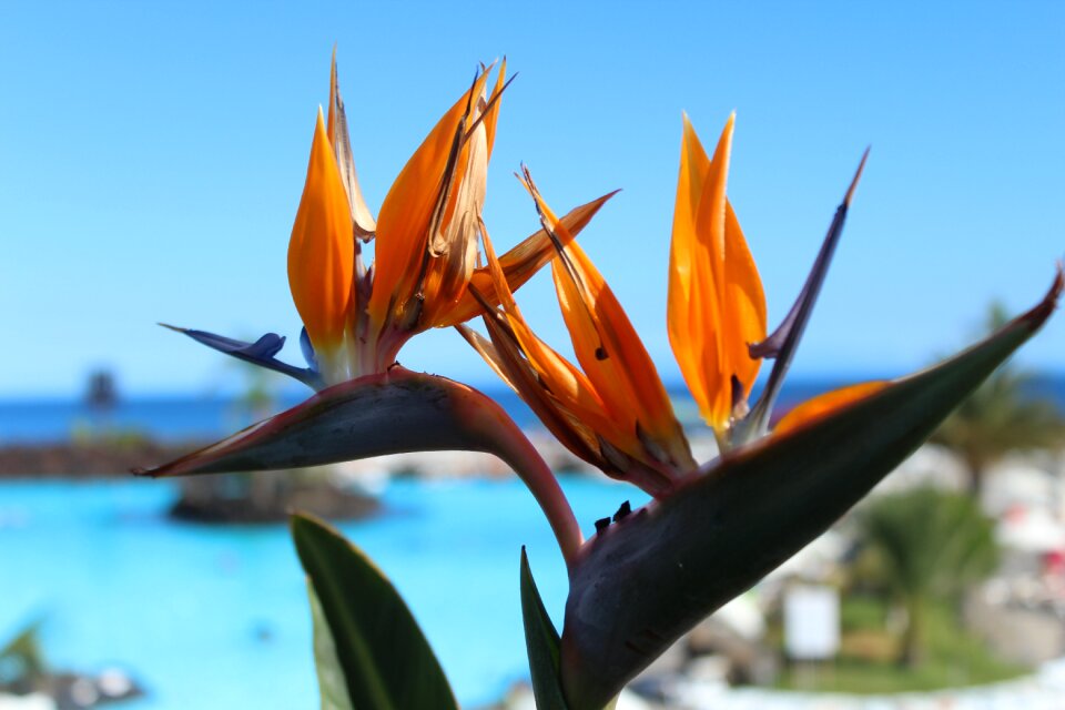 Summer flower spring