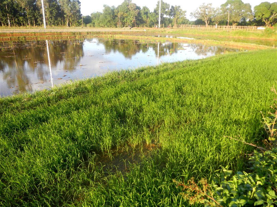 Paddy fields and vegetable (Capsicum annuum var. longum, Okra, Momordica charantia and Vigna unguiculata subsp. sesquipedalis) plantations in Upig - Bagong Barrio, San Ildefonso, Bulacan Barangays Upi