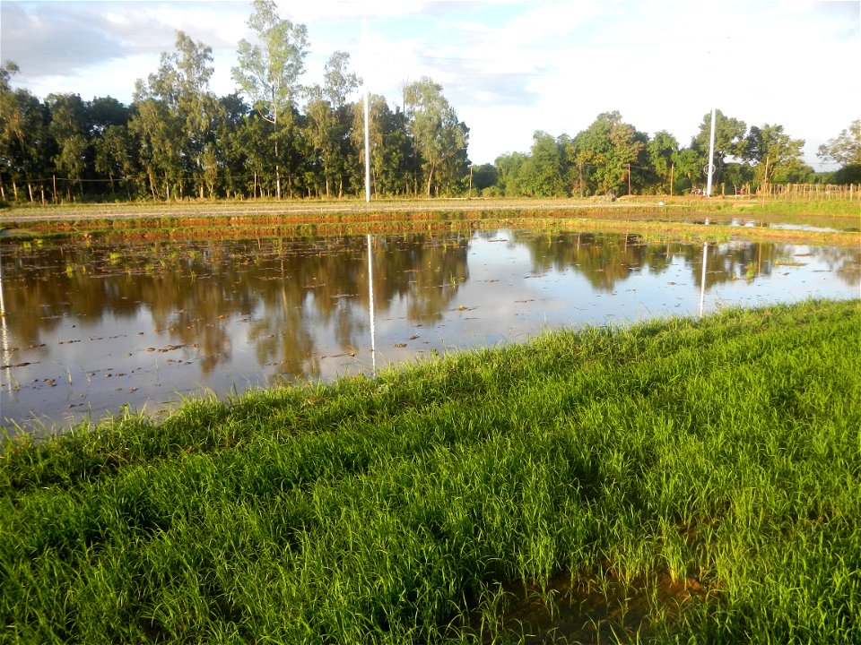 Paddy fields and vegetable (Capsicum annuum var. longum, Okra, Momordica charantia and Vigna unguiculata subsp. sesquipedalis) plantations in Upig - Bagong Barrio, San Ildefonso, Bulacan Barangays Upi