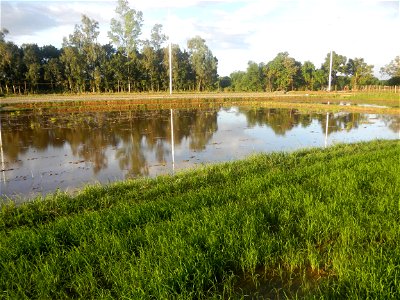 Paddy fields and vegetable (Capsicum annuum var. longum, Okra, Momordica charantia and Vigna unguiculata subsp. sesquipedalis) plantations in Upig - Bagong Barrio, San Ildefonso, Bulacan Barangays Upi