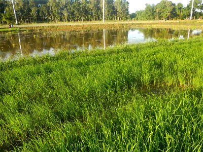 Paddy fields and vegetable (Capsicum annuum var. longum, Okra, Momordica charantia and Vigna unguiculata subsp. sesquipedalis) plantations in Upig - Bagong Barrio, San Ildefonso, Bulacan Barangays Upi