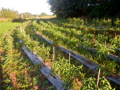 Paddy fields and vegetable (Capsicum annuum var. longum, Okra, Momordica charantia and Vigna unguiculata subsp. sesquipedalis) plantations in Upig - Bagong Barrio, San Ildefonso, Bulacan Barangays Upi