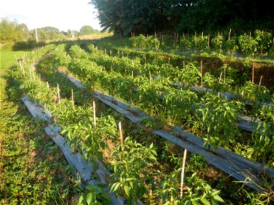 Paddy fields and vegetable (Capsicum annuum var. longum, Okra, Momordica charantia and Vigna unguiculata subsp. sesquipedalis) plantations in Upig - Bagong Barrio, San Ildefonso, Bulacan Barangays Upi