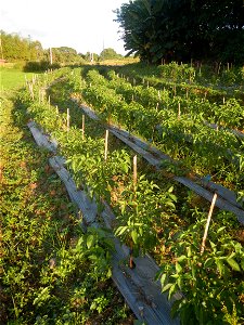 Paddy fields and vegetable (Capsicum annuum var. longum, Okra, Momordica charantia and Vigna unguiculata subsp. sesquipedalis) plantations in Upig - Bagong Barrio, San Ildefonso, Bulacan Barangays Upi
