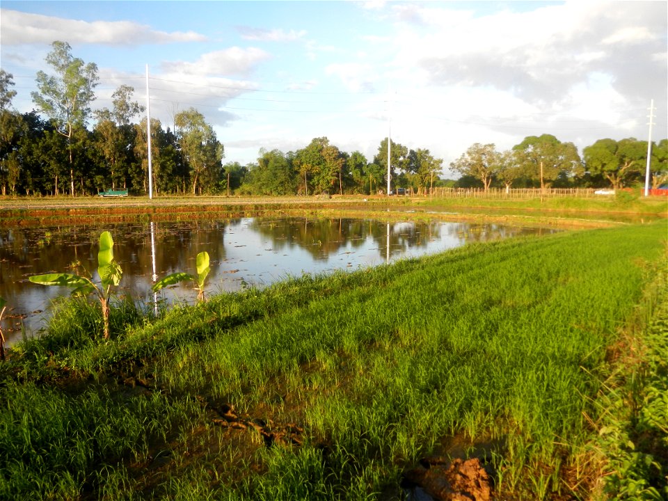 Paddy fields and vegetable (Capsicum annuum var. longum, Okra, Momordica charantia and Vigna unguiculata subsp. sesquipedalis) plantations in Upig - Bagong Barrio, San Ildefonso, Bulacan Barangays Upi