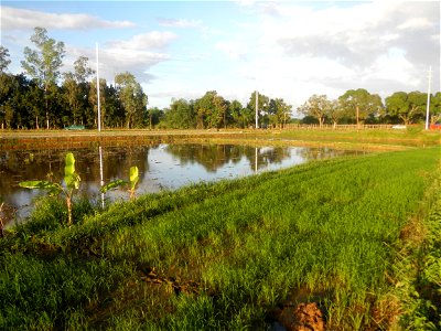 Paddy fields and vegetable (Capsicum annuum var. longum, Okra, Momordica charantia and Vigna unguiculata subsp. sesquipedalis) plantations in Upig - Bagong Barrio, San Ildefonso, Bulacan Barangays Upi