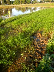 Paddy fields and vegetable (Capsicum annuum var. longum, Okra, Momordica charantia and Vigna unguiculata subsp. sesquipedalis) plantations in Upig - Bagong Barrio, San Ildefonso, Bulacan Barangays Upi