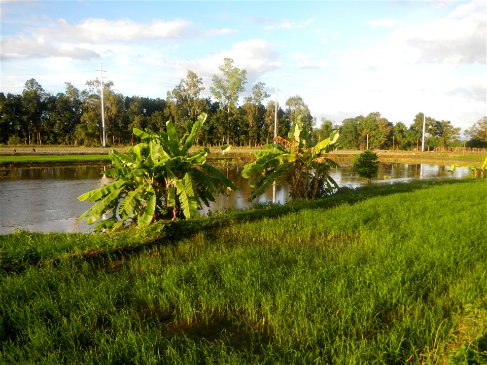 Paddy fields and vegetable (Capsicum annuum var. longum, Okra, Momordica charantia and Vigna unguiculata subsp. sesquipedalis) plantations in Upig - Bagong Barrio, San Ildefonso, Bulacan Barangays Upi