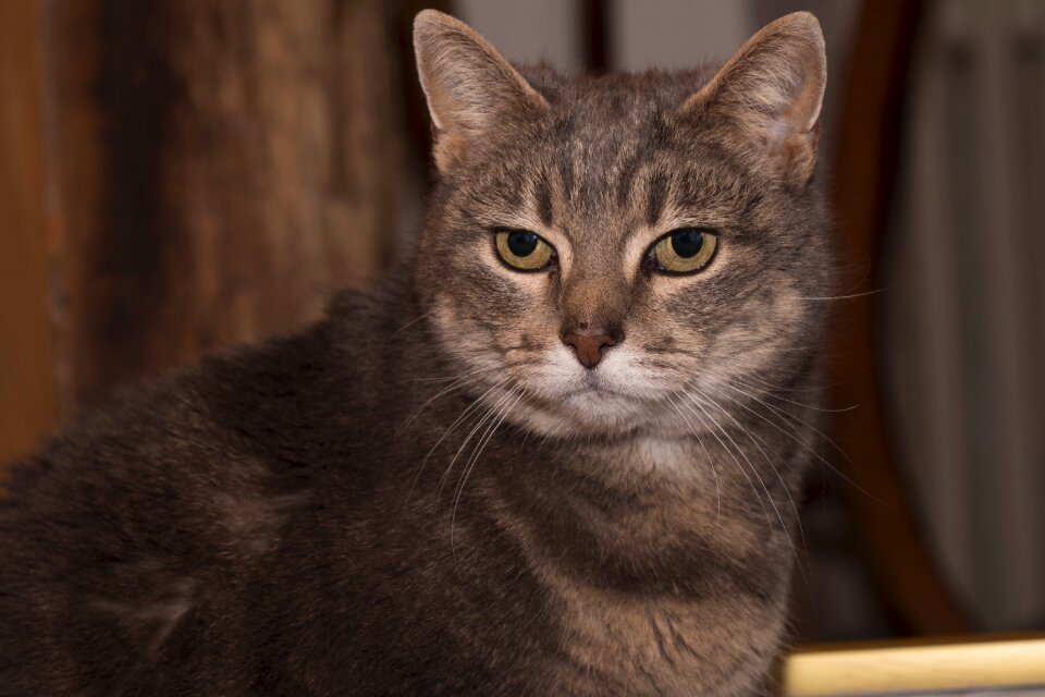 Feline domestic animal moustache