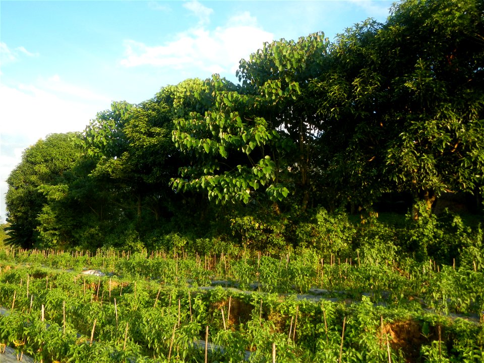 Paddy fields and vegetable (Capsicum annuum var. longum, Okra, Momordica charantia and Vigna unguiculata subsp. sesquipedalis) plantations in Upig - Bagong Barrio, San Ildefonso, Bulacan Barangays Upi