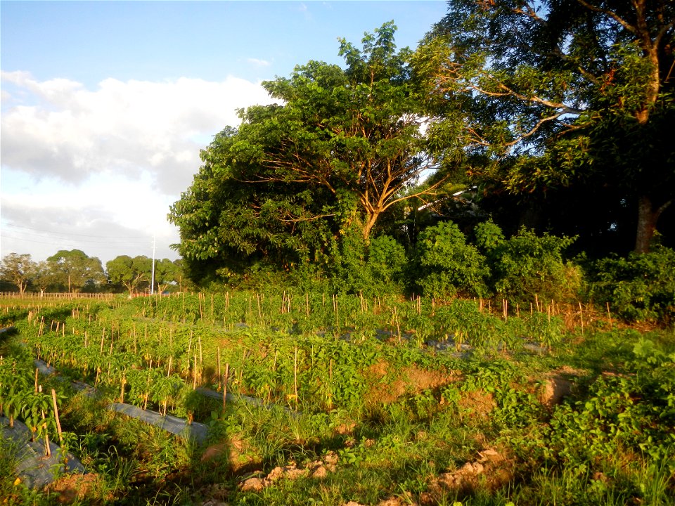 Paddy fields and vegetable (Capsicum annuum var. longum, Okra, Momordica charantia and Vigna unguiculata subsp. sesquipedalis) plantations in Upig - Bagong Barrio, San Ildefonso, Bulacan Barangays Upi