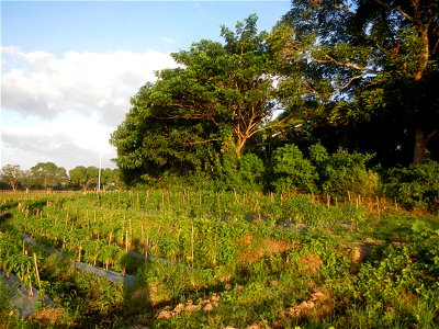 Paddy fields and vegetable (Capsicum annuum var. longum, Okra, Momordica charantia and Vigna unguiculata subsp. sesquipedalis) plantations in Upig - Bagong Barrio, San Ildefonso, Bulacan Barangays Upi