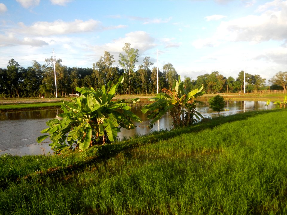 Paddy fields and vegetable (Capsicum annuum var. longum, Okra, Momordica charantia and Vigna unguiculata subsp. sesquipedalis) plantations in Upig - Bagong Barrio, San Ildefonso, Bulacan Barangays Upi