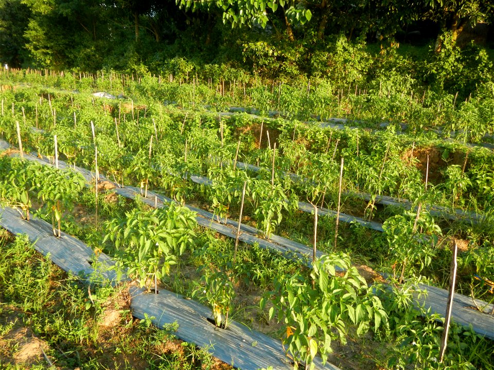 Paddy fields and vegetable (Capsicum annuum var. longum, Okra, Momordica charantia and Vigna unguiculata subsp. sesquipedalis) plantations in Upig - Bagong Barrio, San Ildefonso, Bulacan Barangays Upi