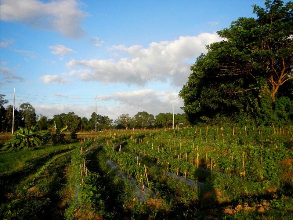 Paddy fields and vegetable (Capsicum annuum var. longum, Okra, Momordica charantia and Vigna unguiculata subsp. sesquipedalis) plantations in Upig - Bagong Barrio, San Ildefonso, Bulacan Barangays Upi