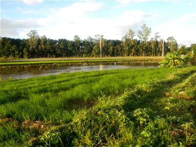 Paddy fields and vegetable (Capsicum annuum var. longum, Okra, Momordica charantia and Vigna unguiculata subsp. sesquipedalis) plantations in Upig - Bagong Barrio, San Ildefonso, Bulacan Barangays Upi