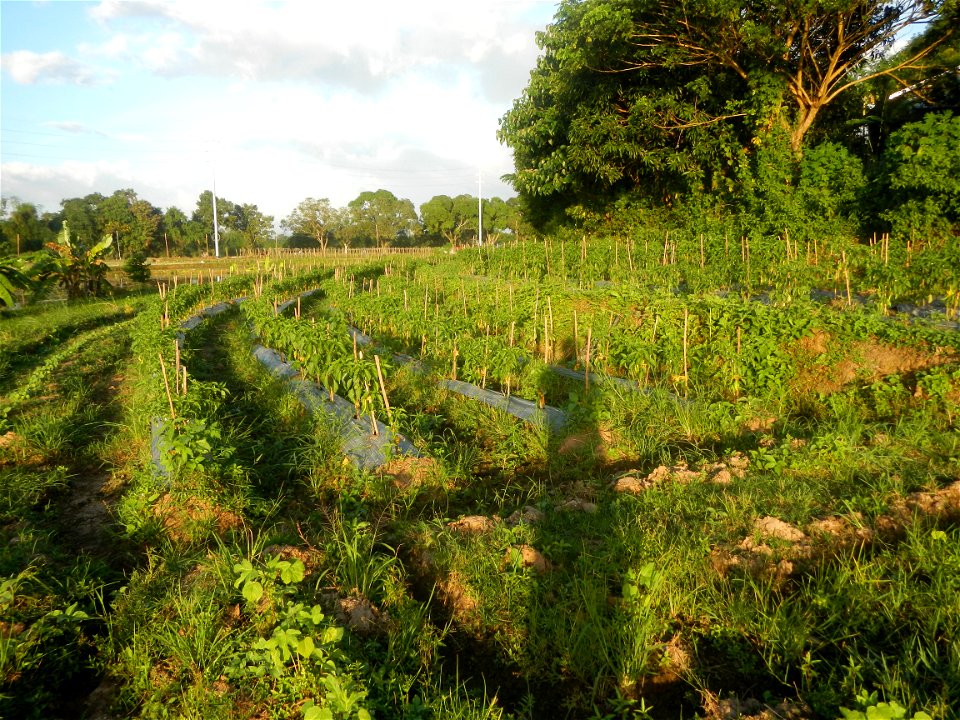 Paddy fields and vegetable (Capsicum annuum var. longum, Okra, Momordica charantia and Vigna unguiculata subsp. sesquipedalis) plantations in Upig - Bagong Barrio, San Ildefonso, Bulacan Barangays Upi