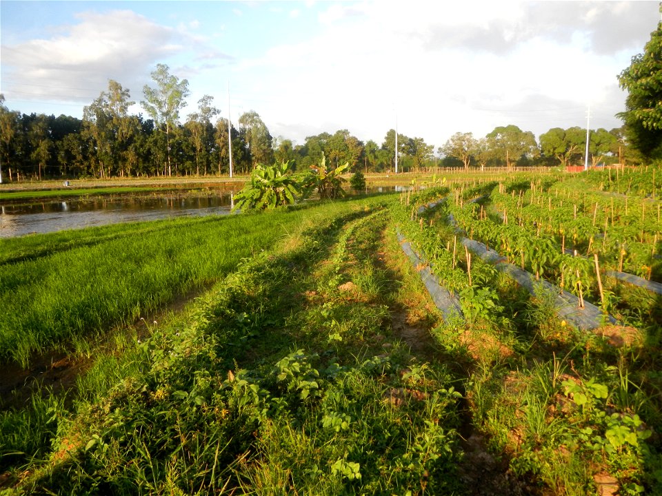 Paddy fields and vegetable (Capsicum annuum var. longum, Okra, Momordica charantia and Vigna unguiculata subsp. sesquipedalis) plantations in Upig - Bagong Barrio, San Ildefonso, Bulacan Barangays Upi