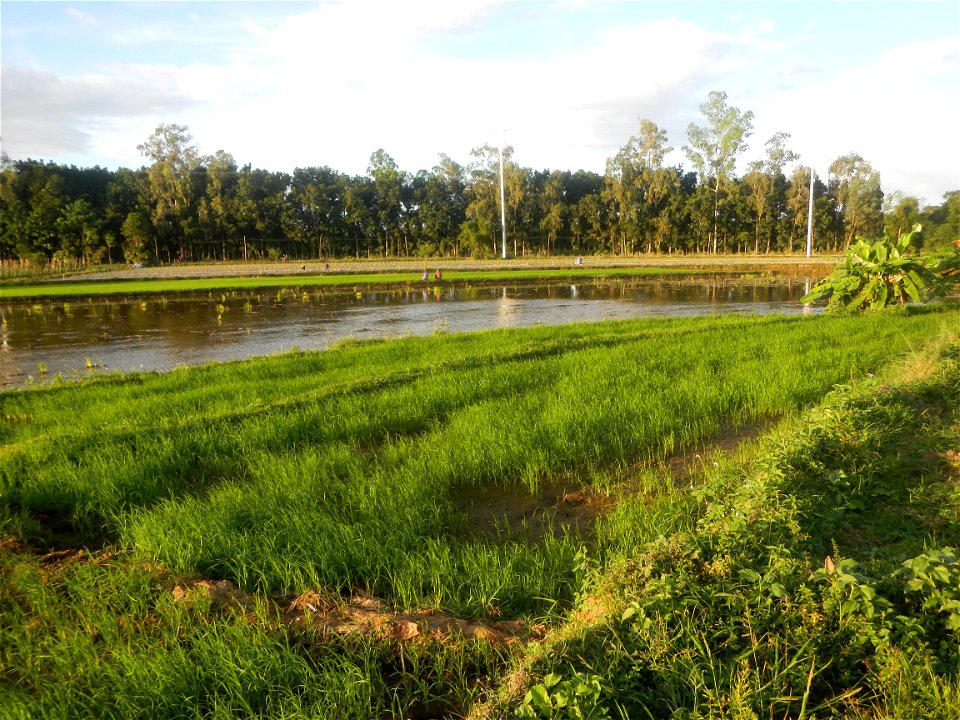Paddy fields and vegetable (Capsicum annuum var. longum, Okra, Momordica charantia and Vigna unguiculata subsp. sesquipedalis) plantations in Upig - Bagong Barrio, San Ildefonso, Bulacan Barangays Upi