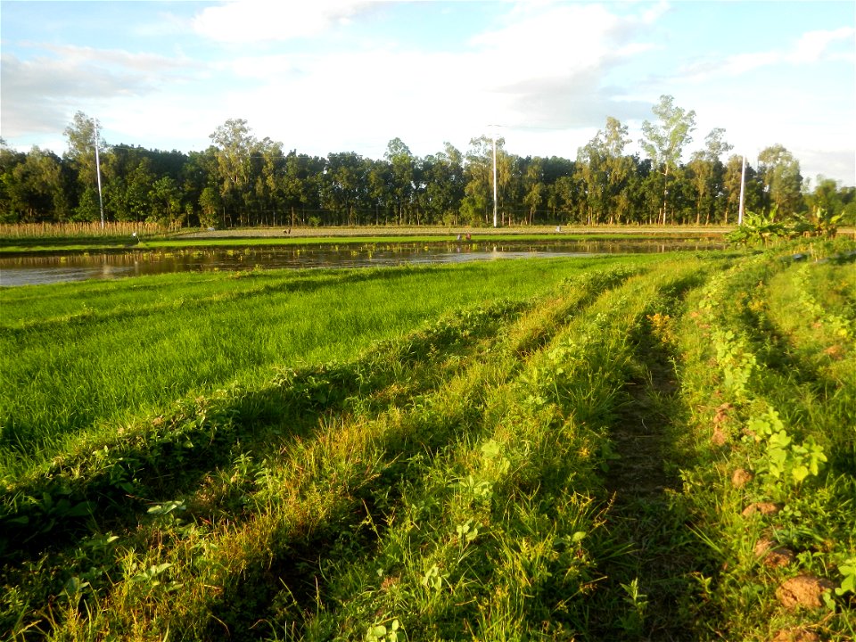 Paddy fields and vegetable (Capsicum annuum var. longum, Okra, Momordica charantia and Vigna unguiculata subsp. sesquipedalis) plantations in Upig - Bagong Barrio, San Ildefonso, Bulacan Barangays Upi