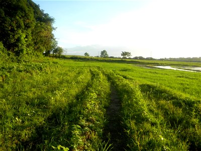 Paddy fields and vegetable (Capsicum annuum var. longum, Okra, Momordica charantia and Vigna unguiculata subsp. sesquipedalis) plantations in Upig - Bagong Barrio, San Ildefonso, Bulacan Barangays Upi
