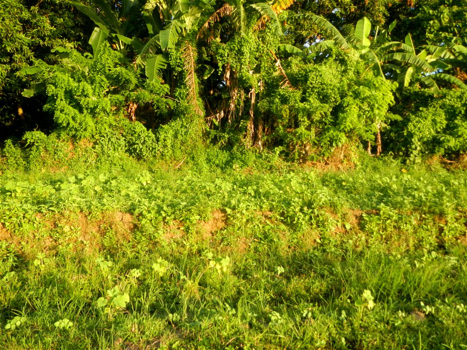 Paddy fields and vegetable (Capsicum annuum var. longum, Okra, Momordica charantia and Vigna unguiculata subsp. sesquipedalis) plantations in Upig - Bagong Barrio, San Ildefonso, Bulacan Barangays Upi