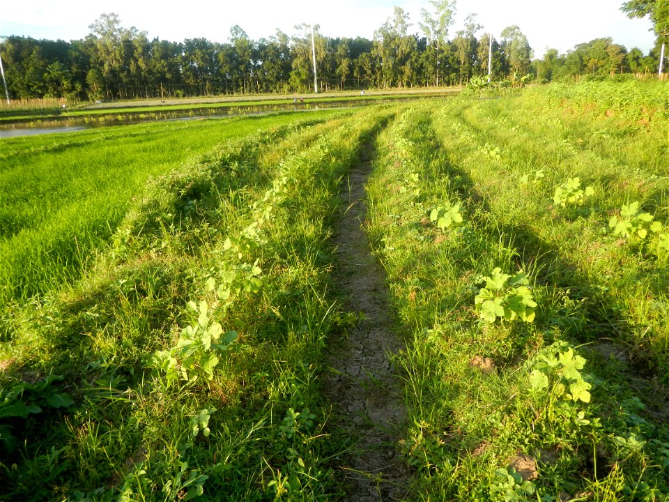 Paddy fields and vegetable (Capsicum annuum var. longum, Okra, Momordica charantia and Vigna unguiculata subsp. sesquipedalis) plantations in Upig - Bagong Barrio, San Ildefonso, Bulacan Barangays Upi